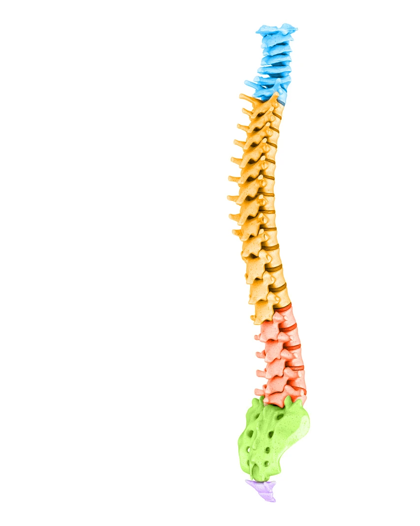 Illustration of the full spine with the cervical, thoracic, lumbar and sacral regions in different colors