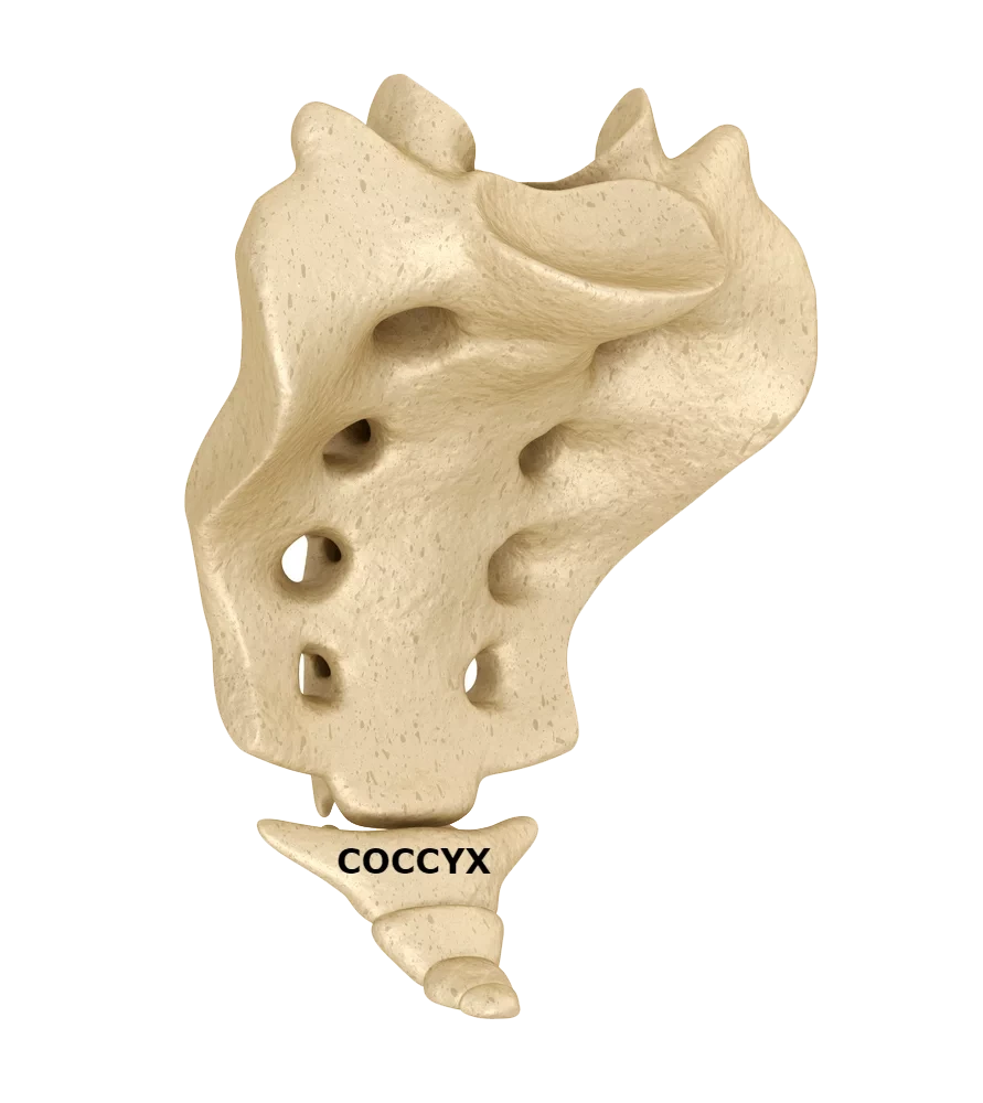 Diagram of the sacrum and coccyx with the coccyx labeled