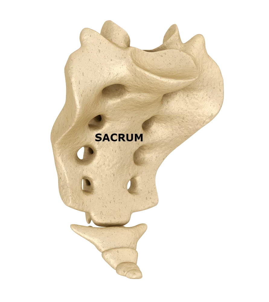 Diagram of the sacrum labeled