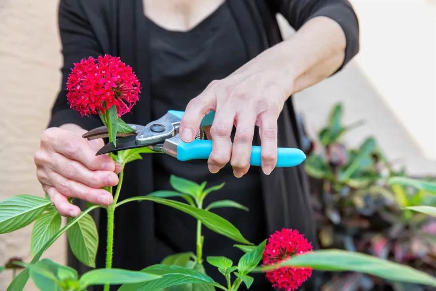 Hands using pruning shears to trim red flowers in a garden